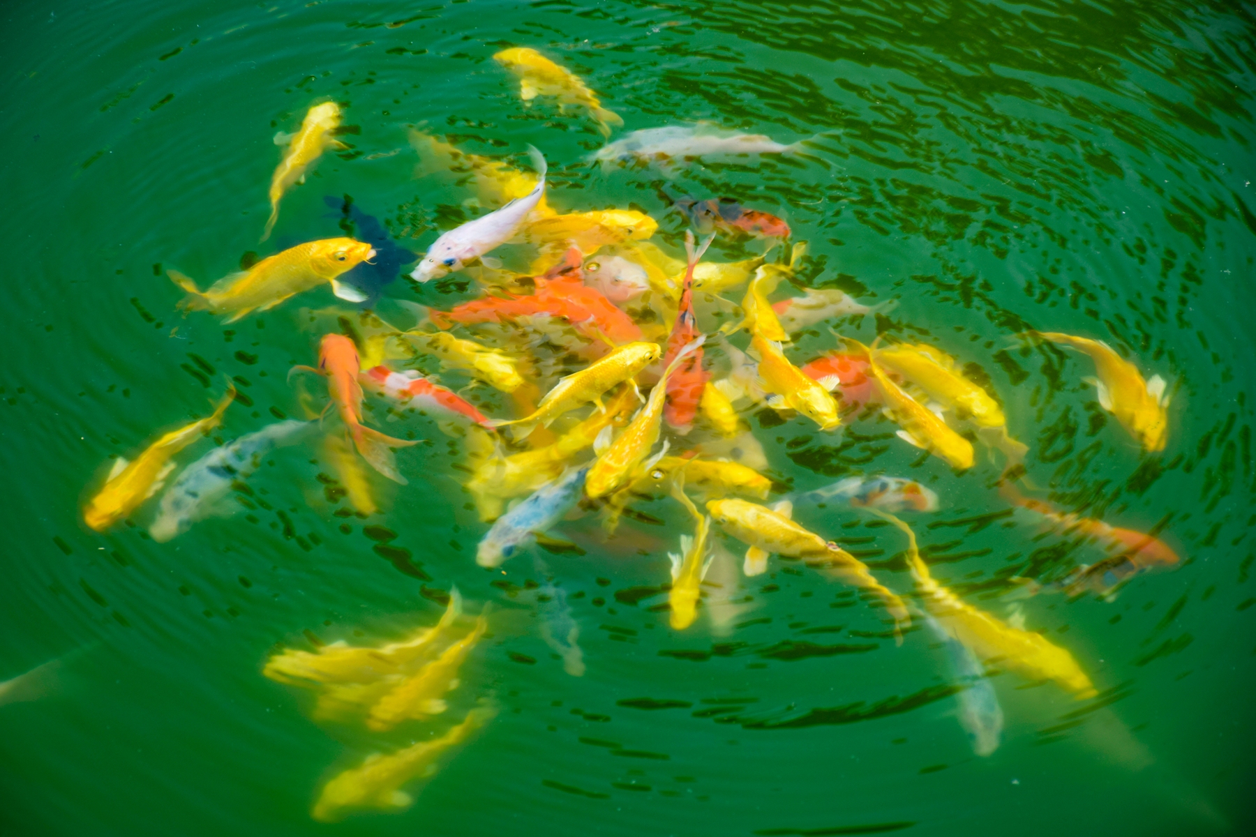 池塘里的群鱼抢食